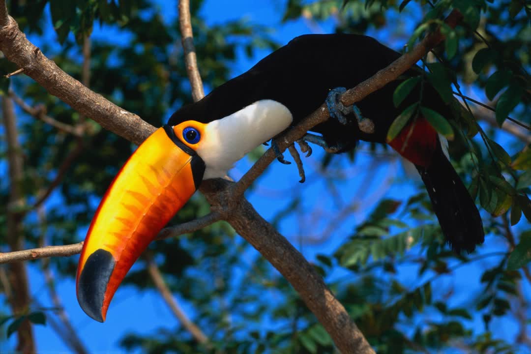 Cool bird