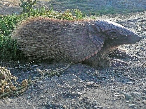 Cool armadillo